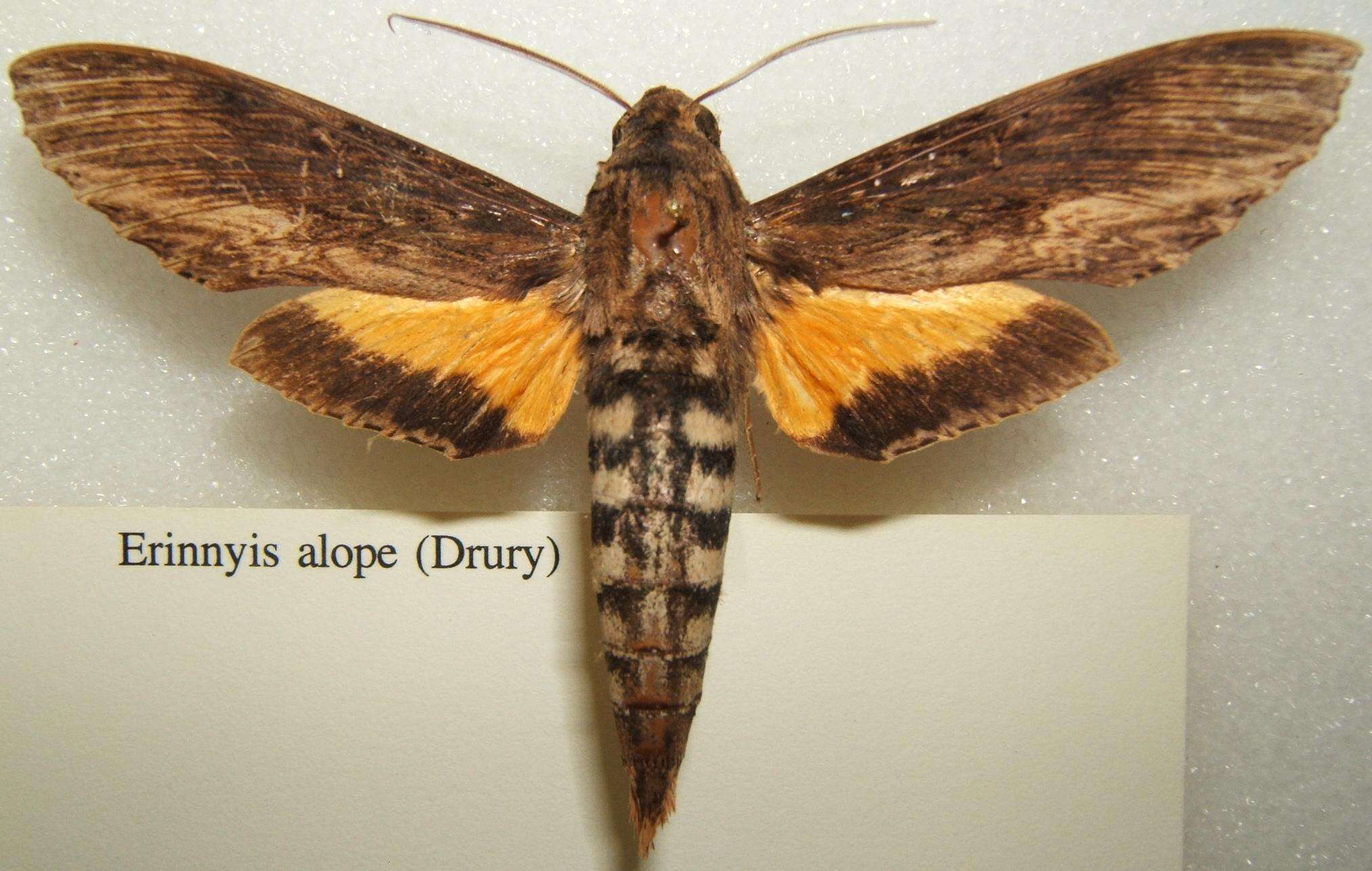 Image of Alope Sphinx