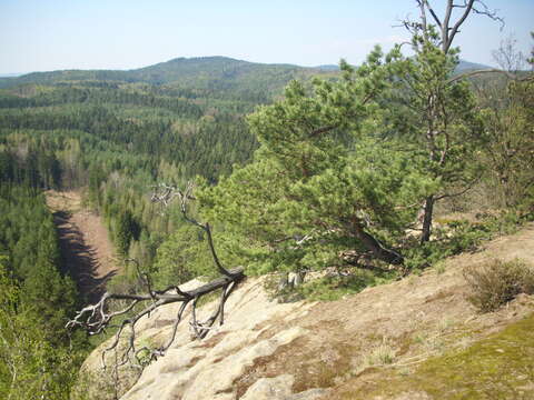 Image of Scotch Pine