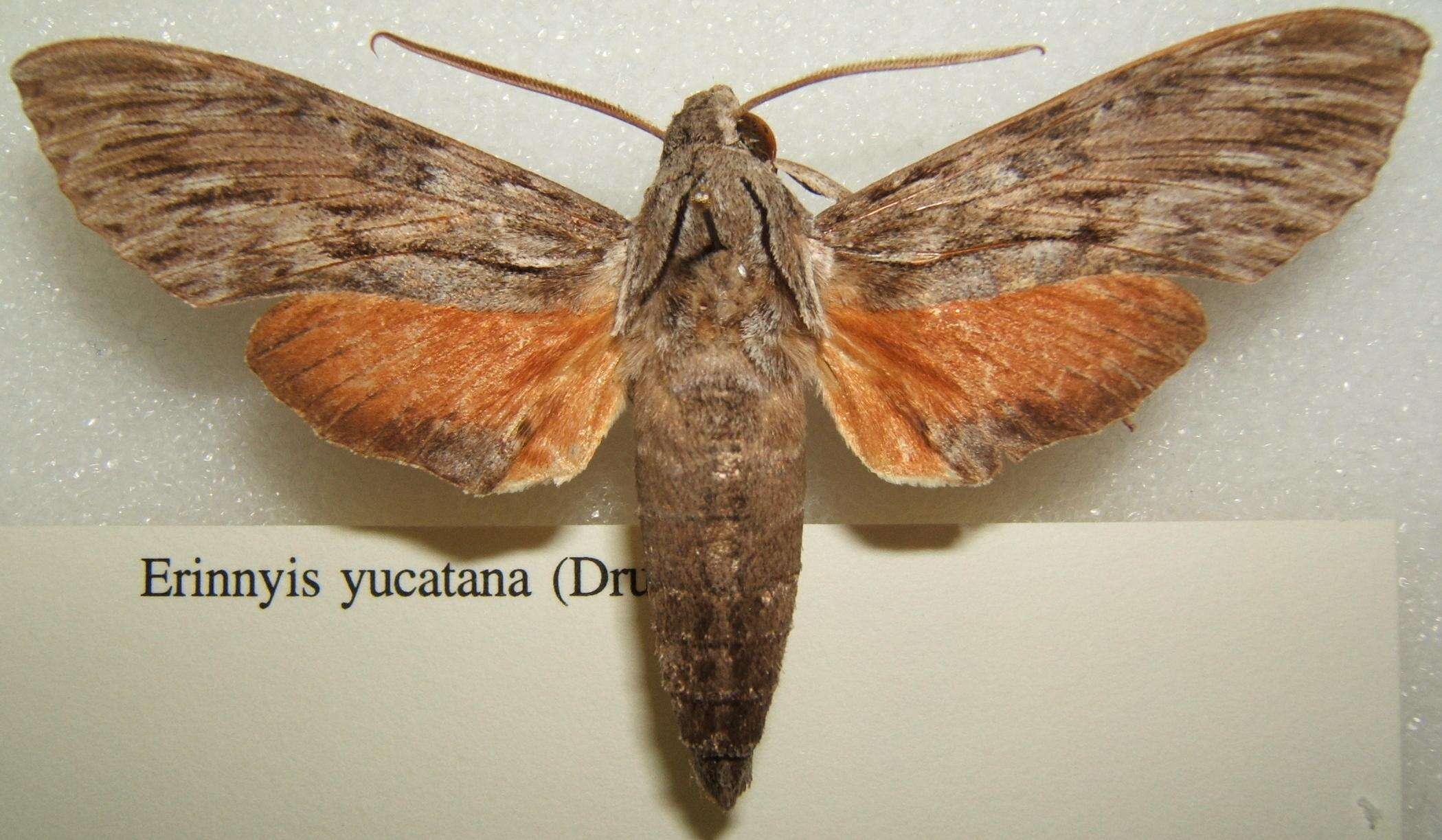 Image of Erinnyis yucatana (Druce 1888)