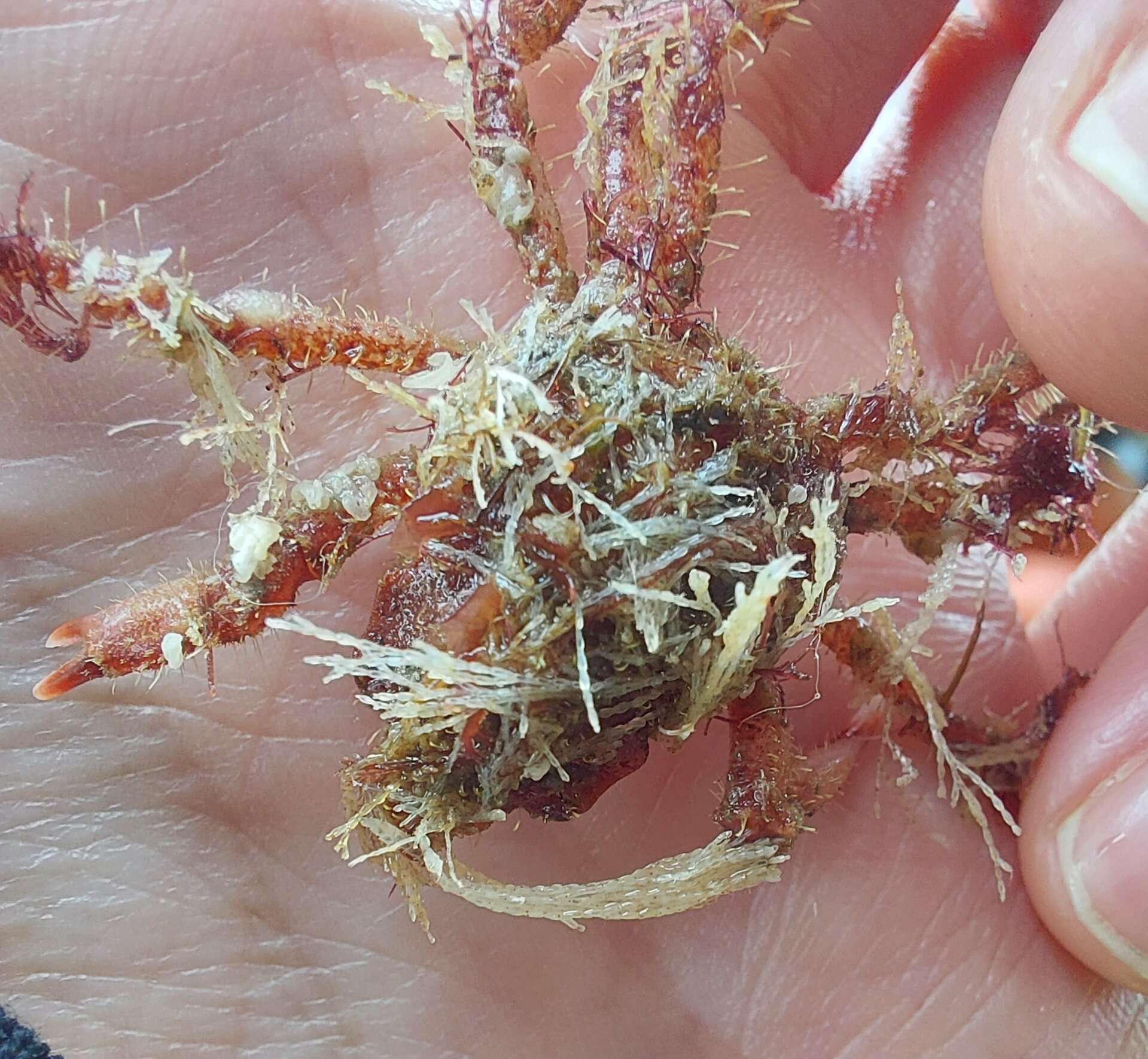 Image of Arctic lyre crab