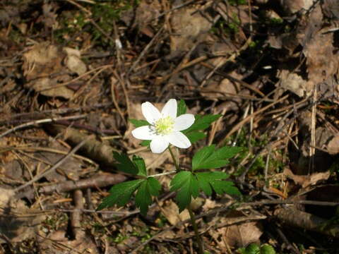 Image of European thimbleweed