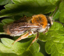 Image of early mining bee