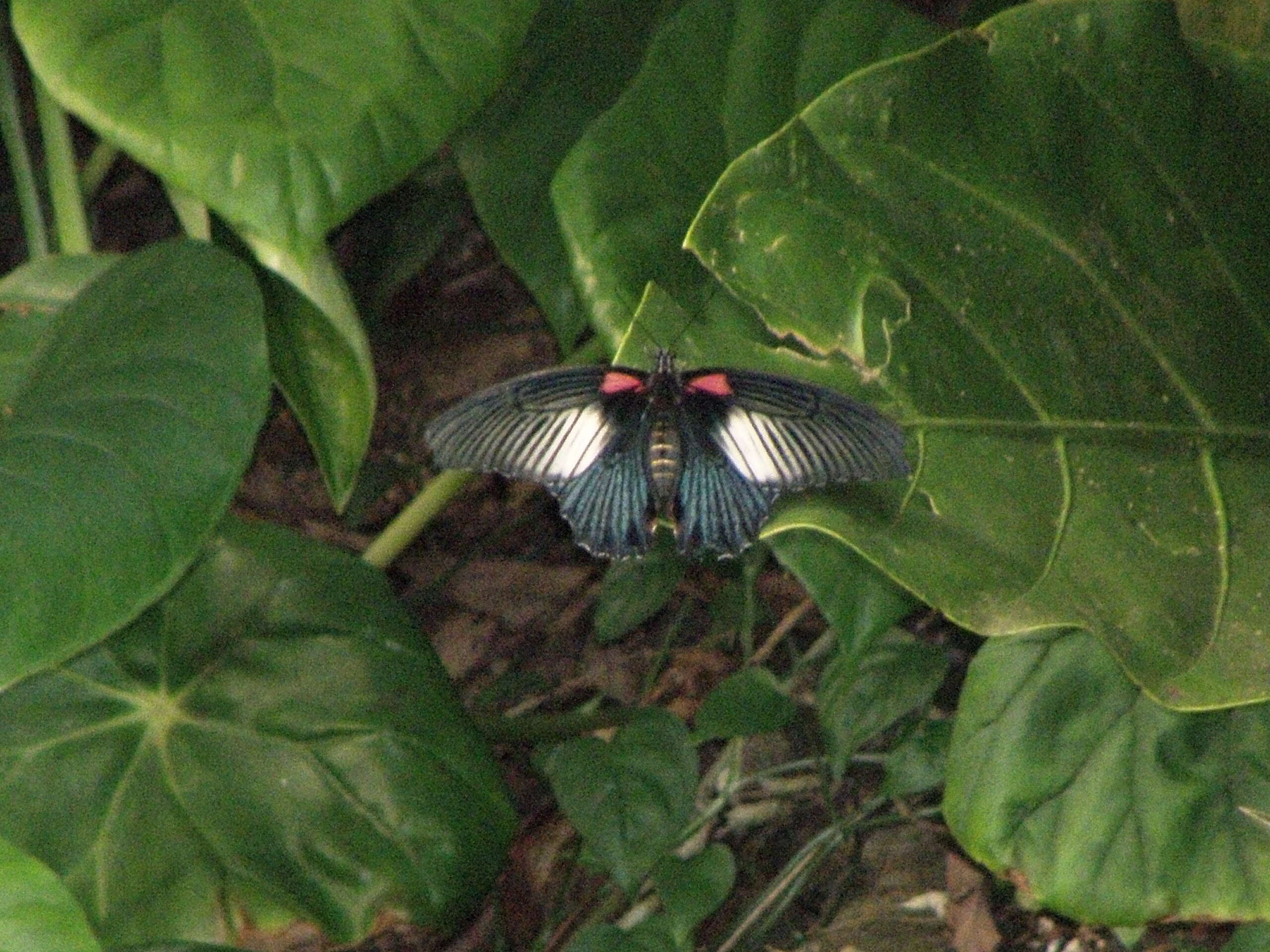 Sivun Papilio memnon Linnaeus 1758 kuva