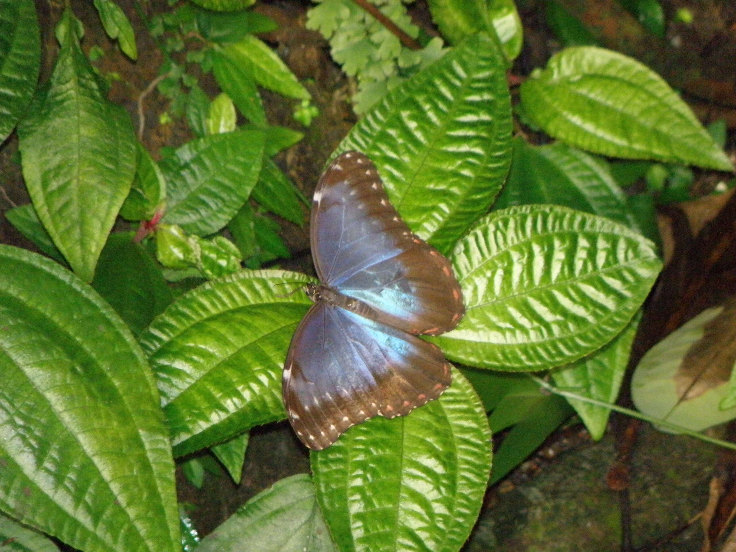 Imagem de Morpho peleides Kollar 1850