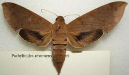 Image of False Fig Sphinx Moth