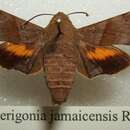 Image of Perigonia jamaicensis Rothschild 1894