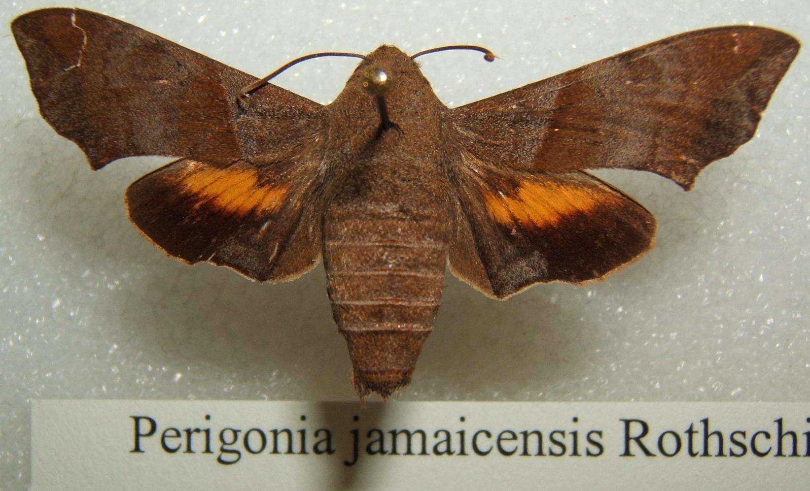 Image of Perigonia jamaicensis Rothschild 1894