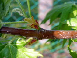 Image of Red Maple