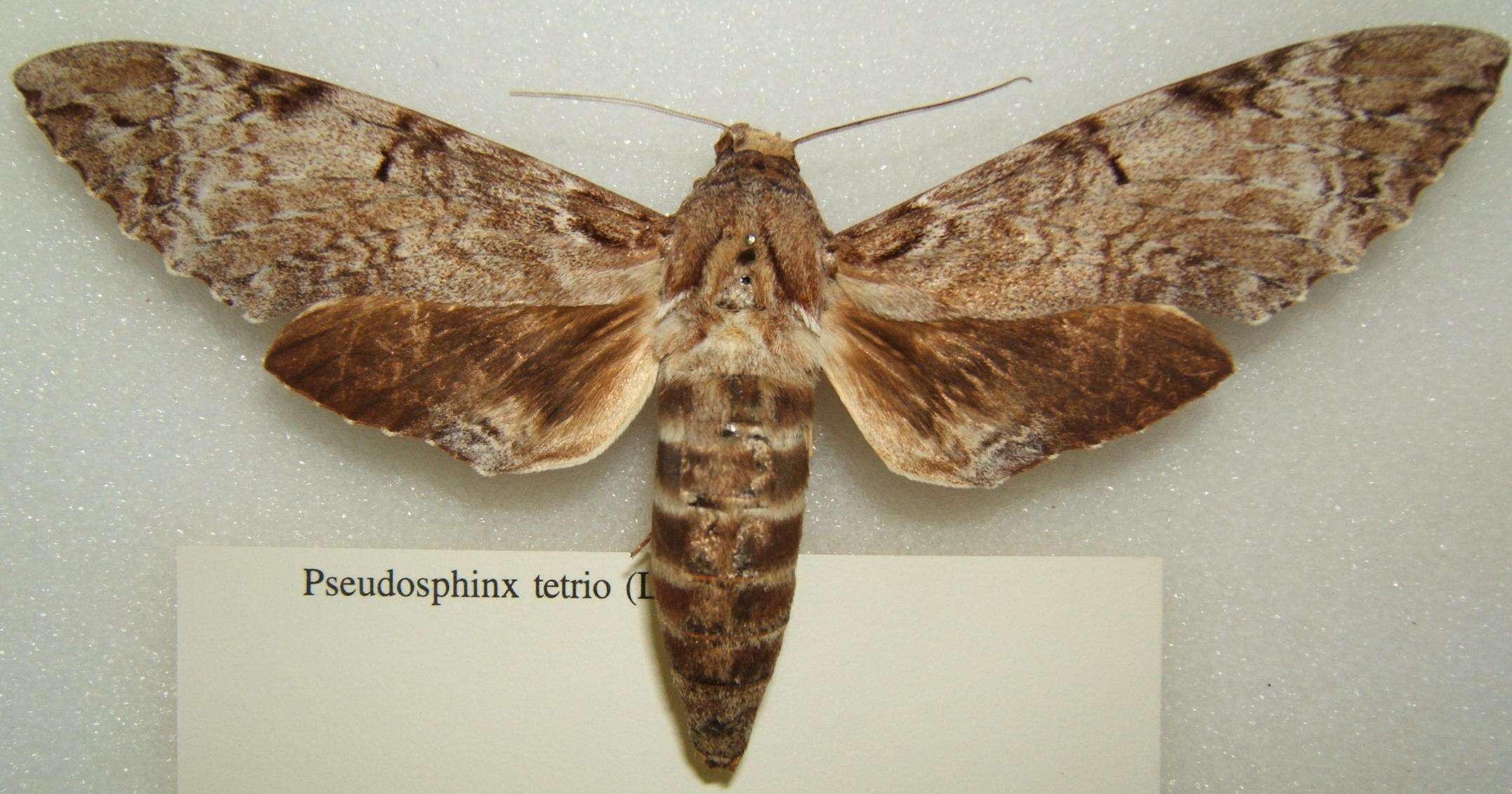 Image of Pseudosphinx Burmeister 1855