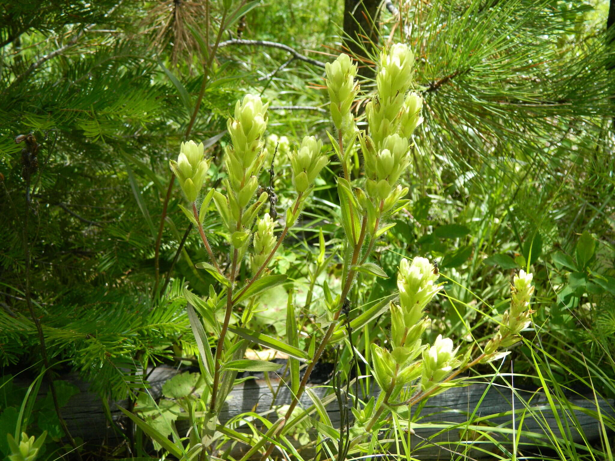 Image of stiff yellow Indian paintbrush