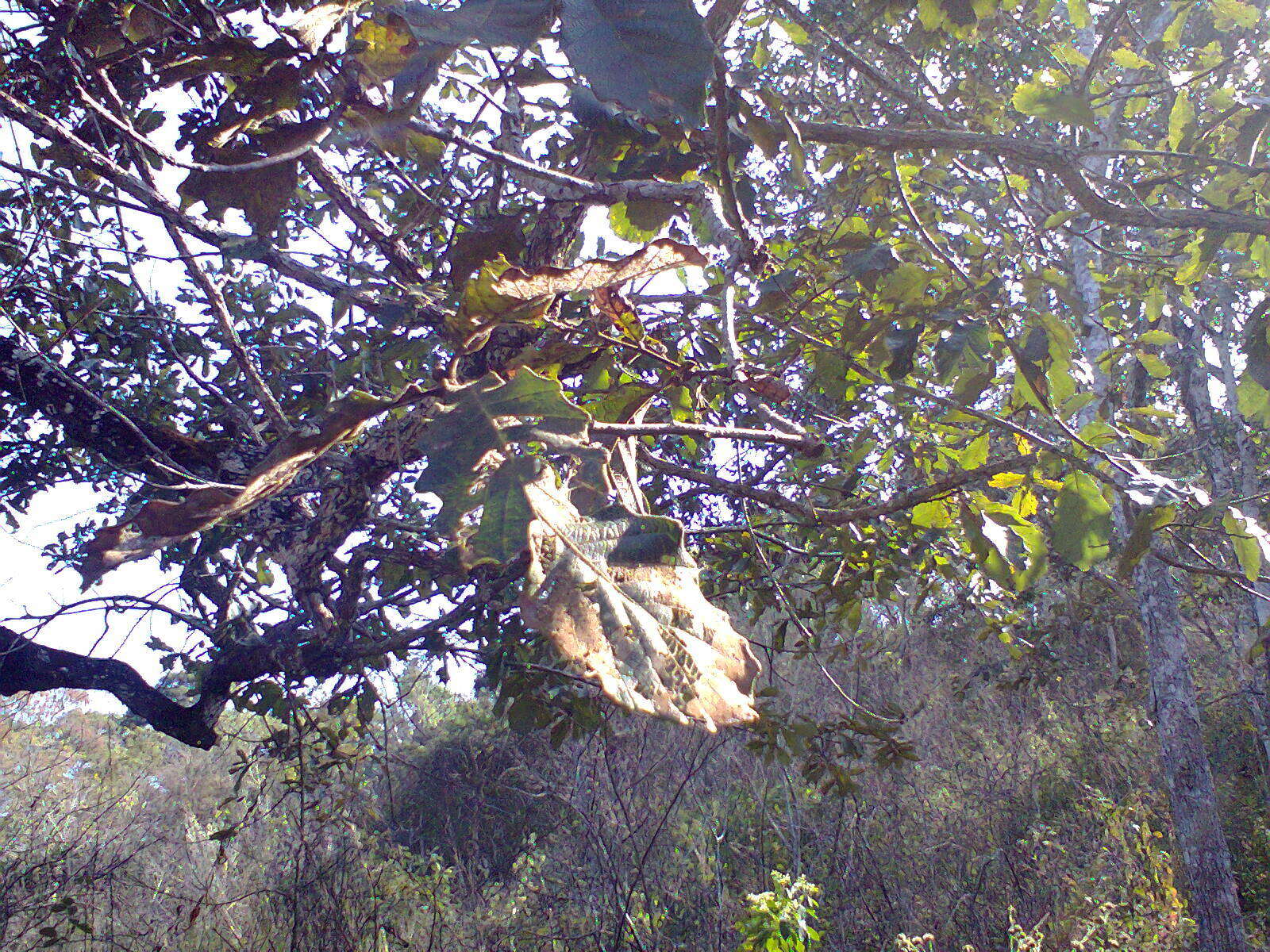 صورة Quercus peduncularis Née