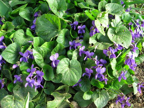 Image of sweet violet