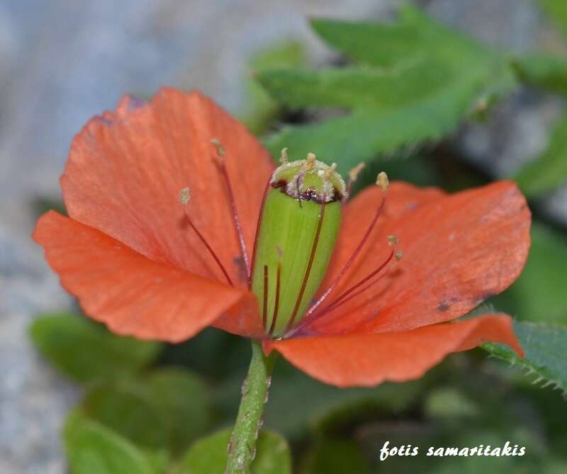 Image of Papaver purpureomarginatum J. W. Kadereit