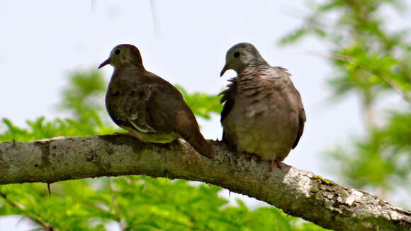 Imagem de Columbina minuta (Linnaeus 1766)