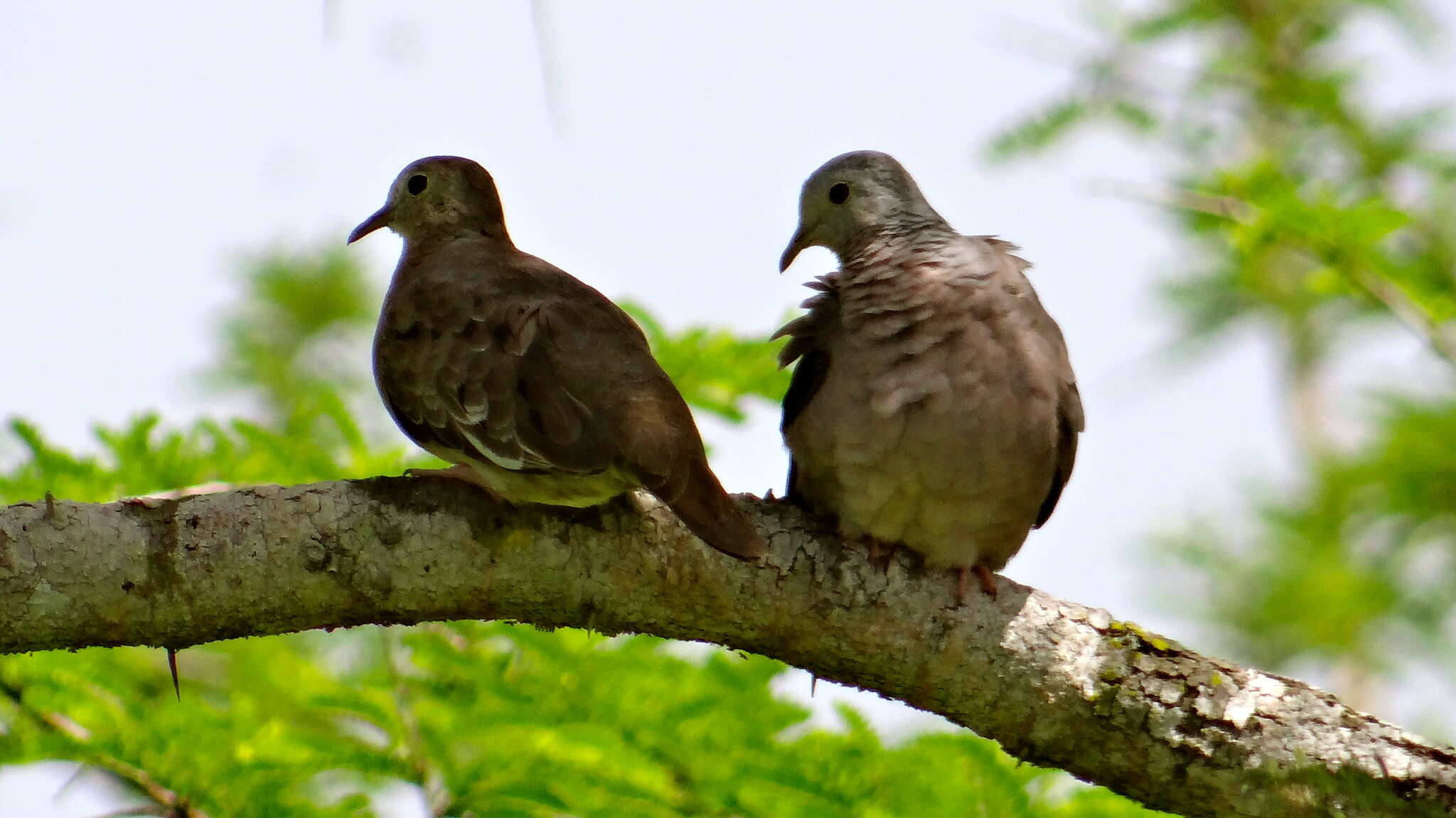 صورة Columbina minuta (Linnaeus 1766)