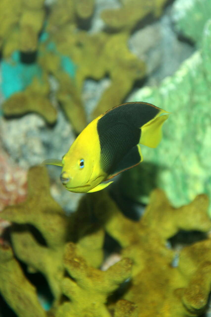 Image of Angelfish