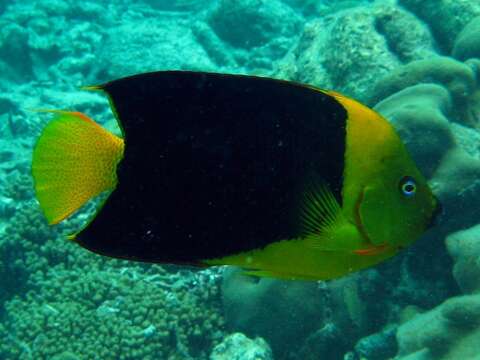 Image of Angelfish