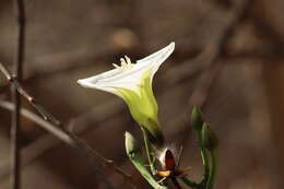 Image of Ipomoea pauciflora subsp. pauciflora