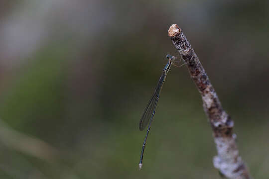 Image of Rhadinosticta simplex (Martin 1901)