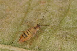 Image of Aphid