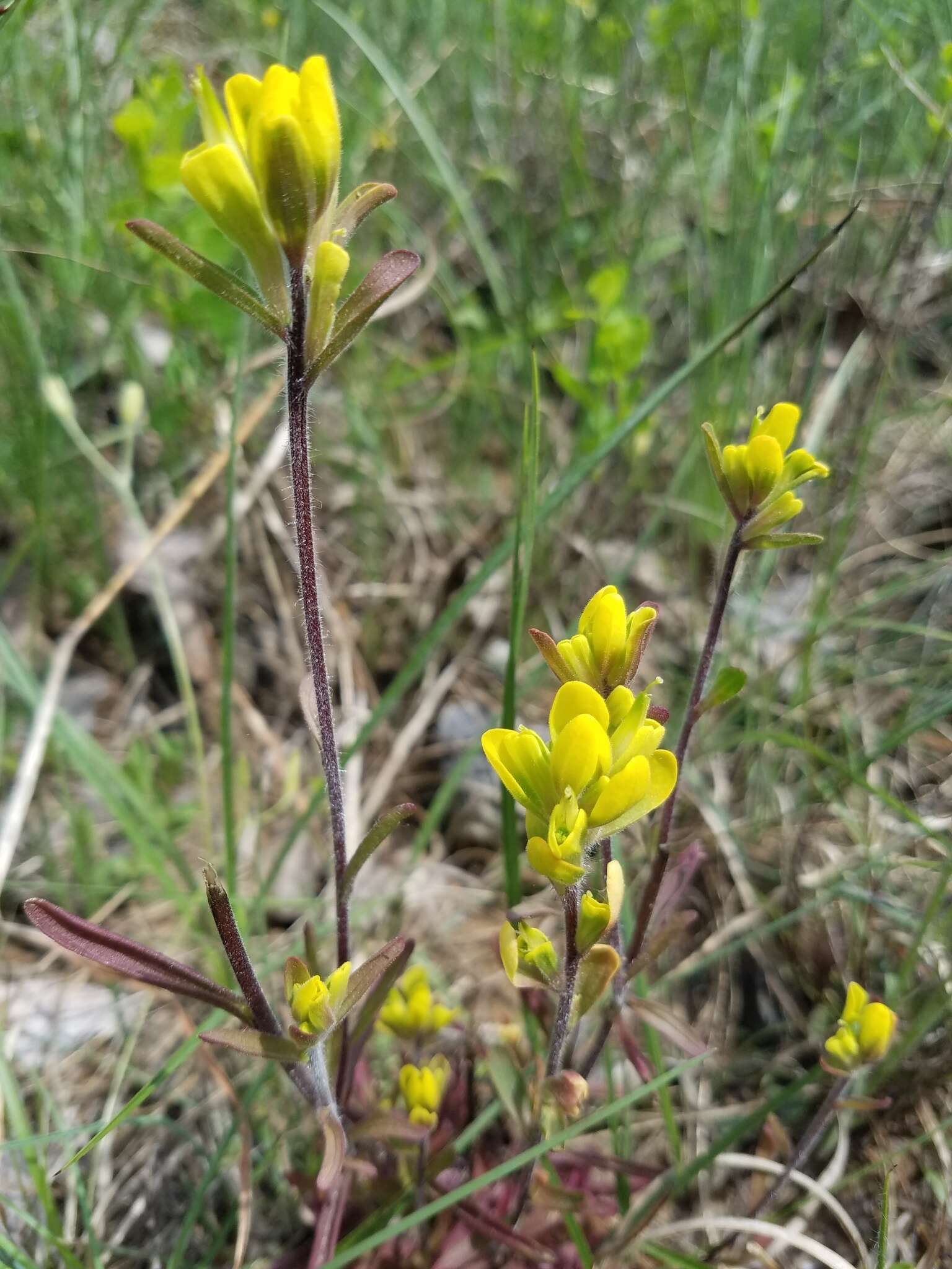 Слика од Castilleja kraliana J. R. Allison