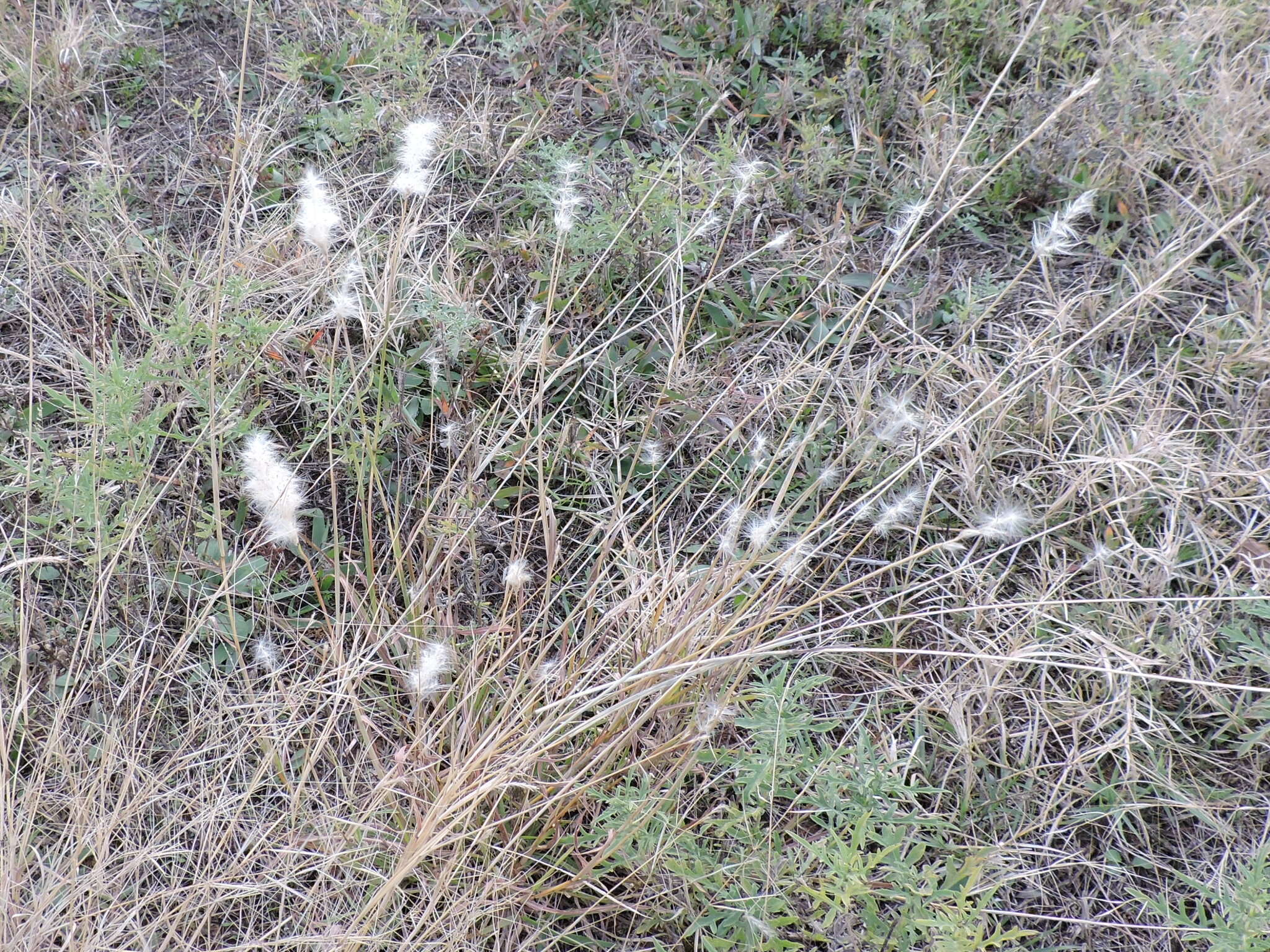 Image of silver beardgrass