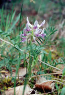 صورة Astragalus bibullatus Barneby & E. L. Bridges