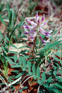 صورة Astragalus bibullatus Barneby & E. L. Bridges