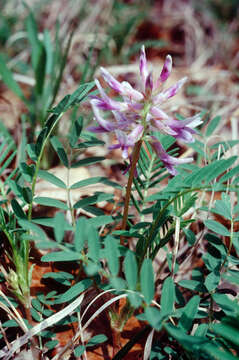 Image of Pyne's ground plum