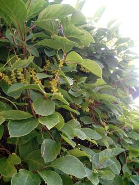 Image de Schisandra chinensis (Turcz.) Baill.