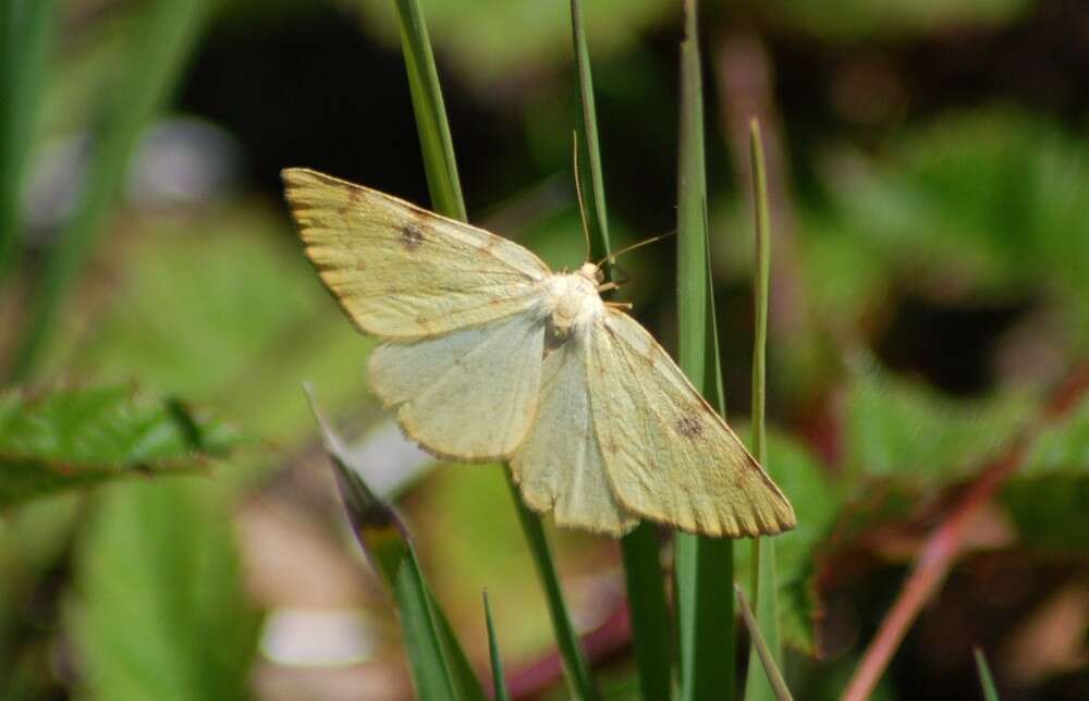 Image of Sulphur Moth