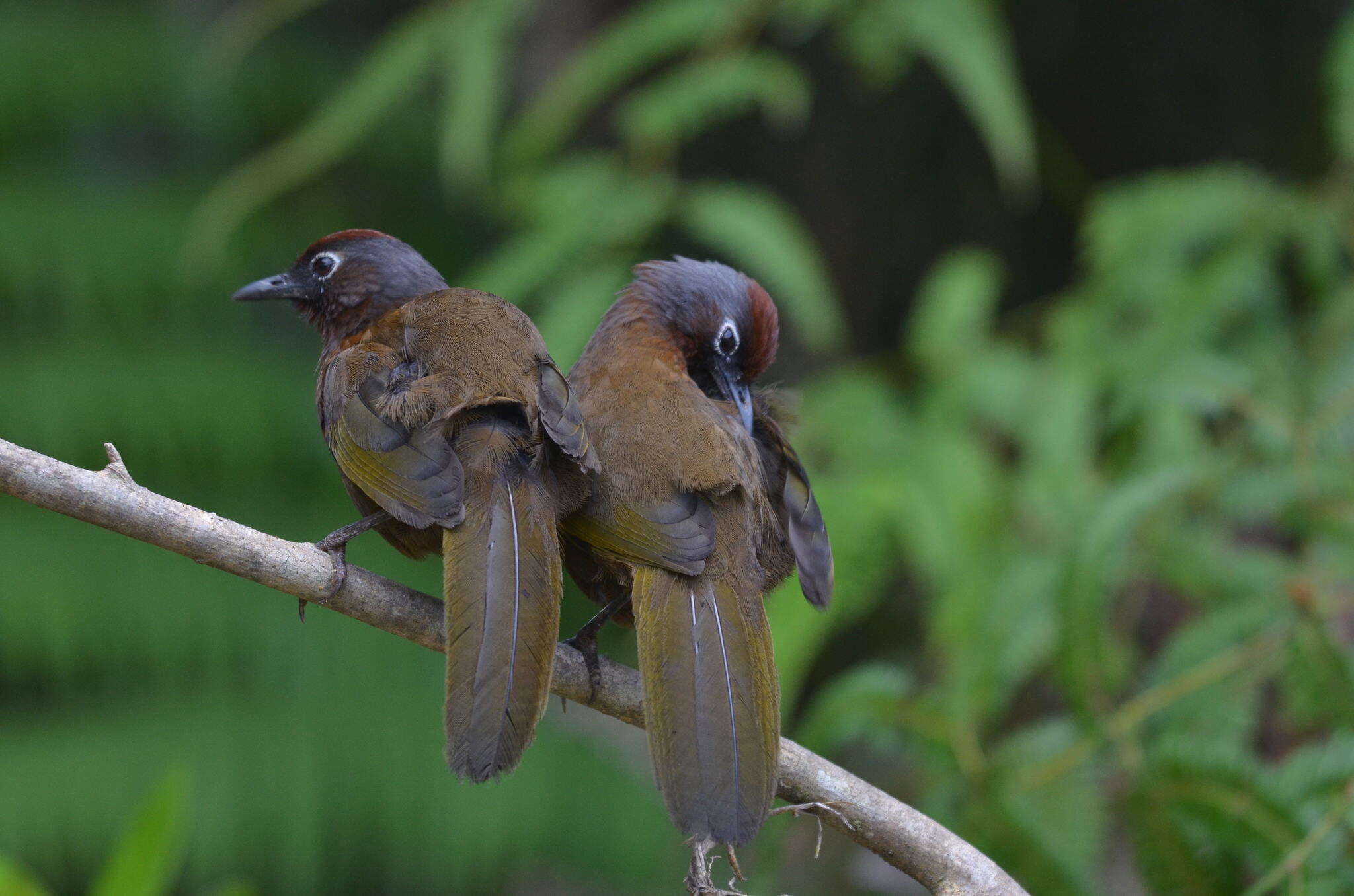 Image of Malayan Laughingthrush