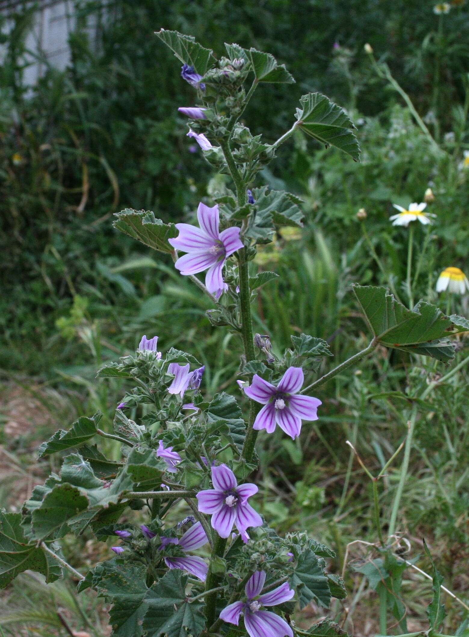 Image of Cornish mallow