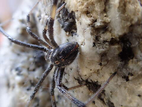 Latrodectus hesperus Chamberlin & Ivie 1935的圖片