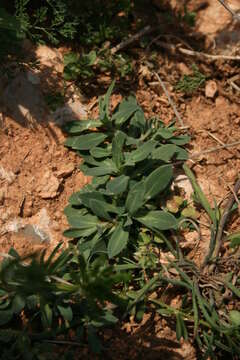 Image of Bladder Campion