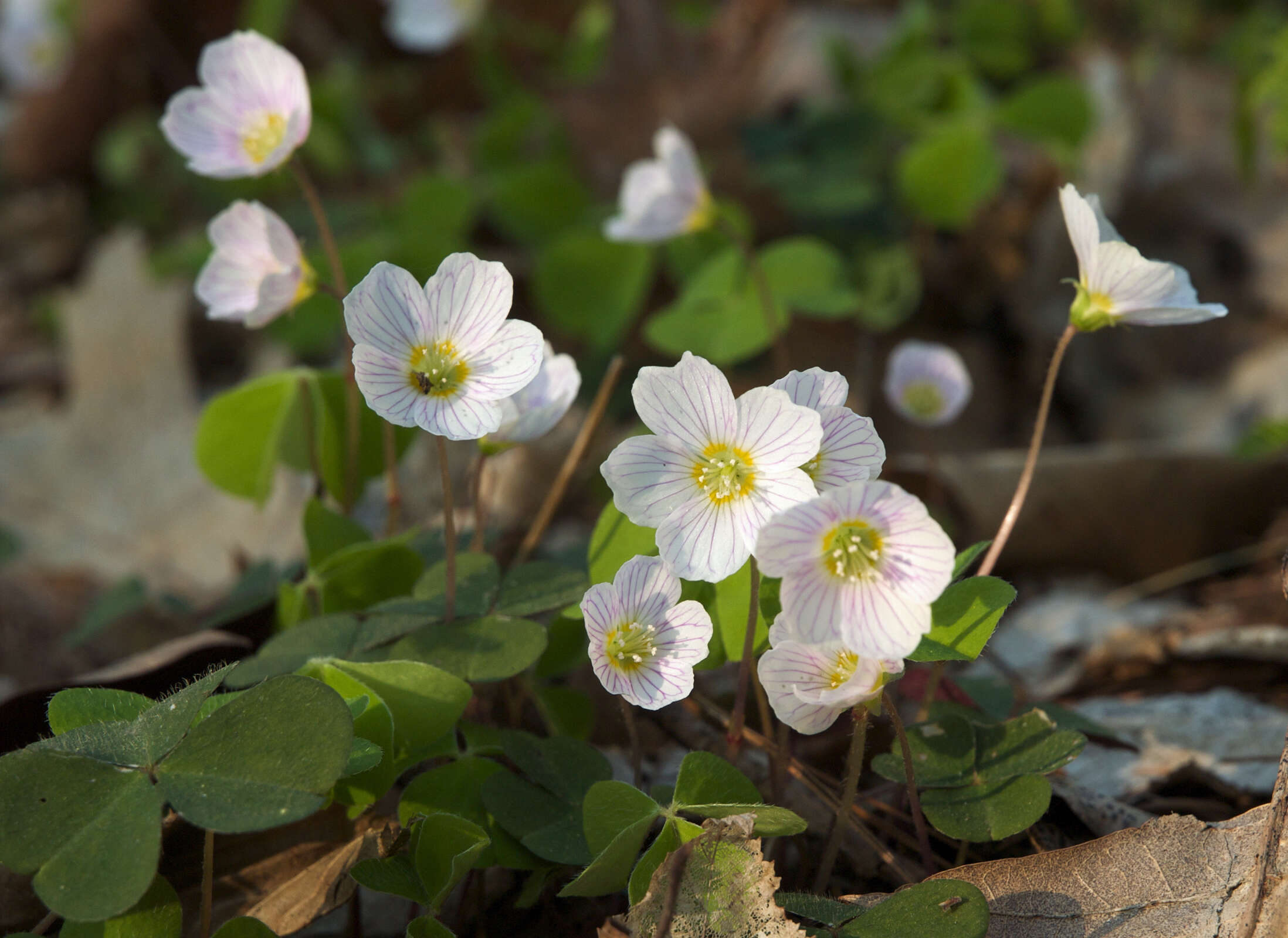 Imagem de Oxalis acetosella L.