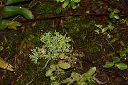 Image of Cladonia ceratophylla (Sw.) Spreng.