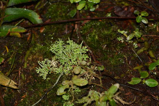 Image of Cladonia ceratophylla (Sw.) Spreng.