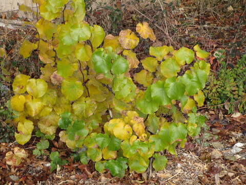 Image of Mexican redbud