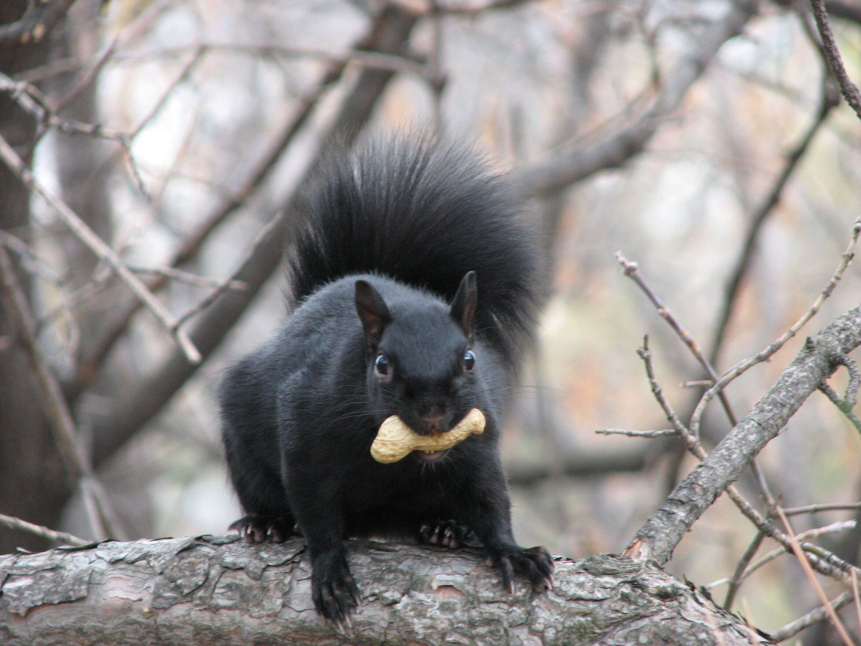 Image of Sciurus subgen. Sciurus Linnaeus 1758