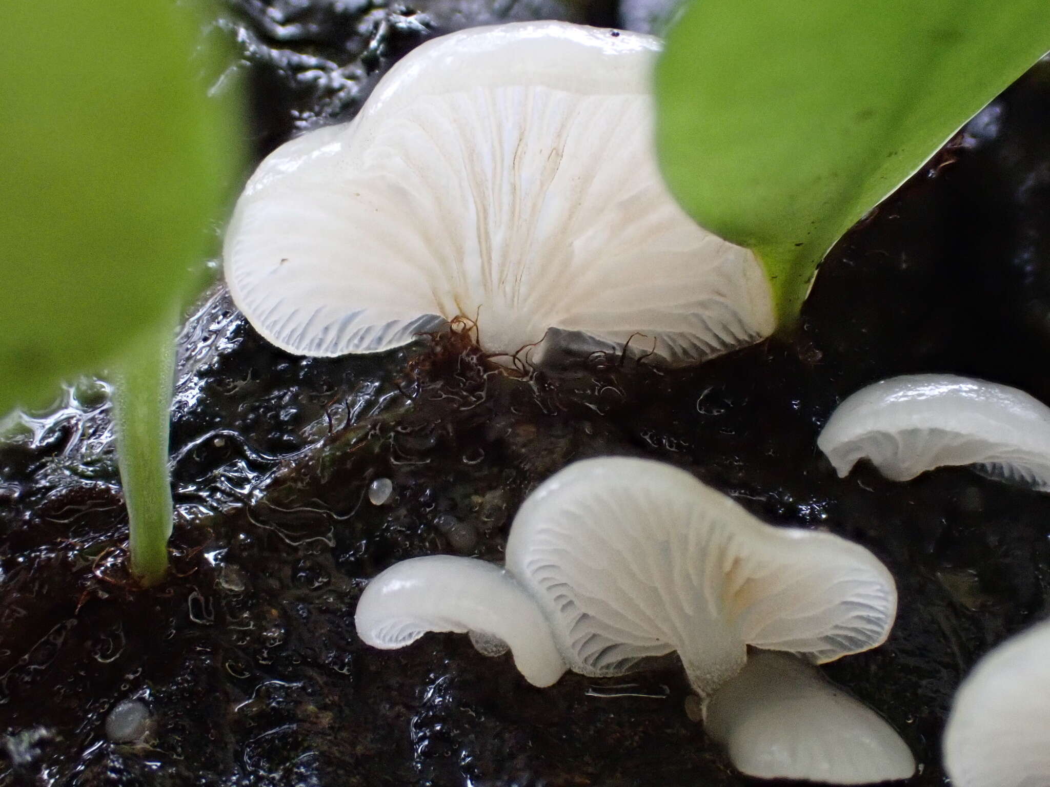 Image of Crepidotus stipitatus Kauffman 1918