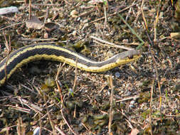 Image of Common Garter Snake