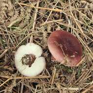 Image of Russula torulosa Bres. 1929