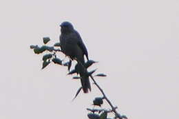 Image of Large Grey Babbler