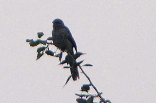 Image of Large Grey Babbler