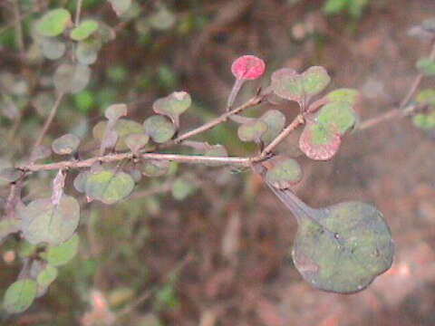 Image of Coprosma spathulata subsp. spathulata