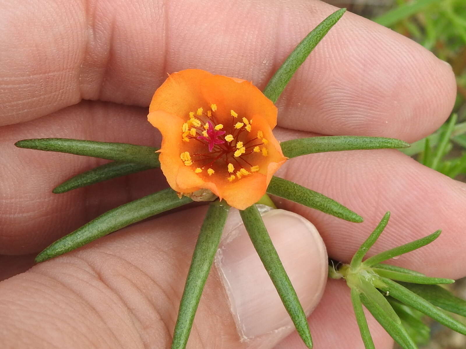 Image of shrubby purslane