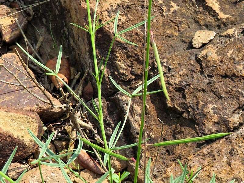 Image of Sieruela macrophylla (Klotzsch) Roalson & J. C. Hall