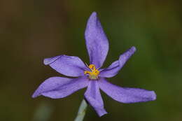 Image of fallflowering pleatleaf