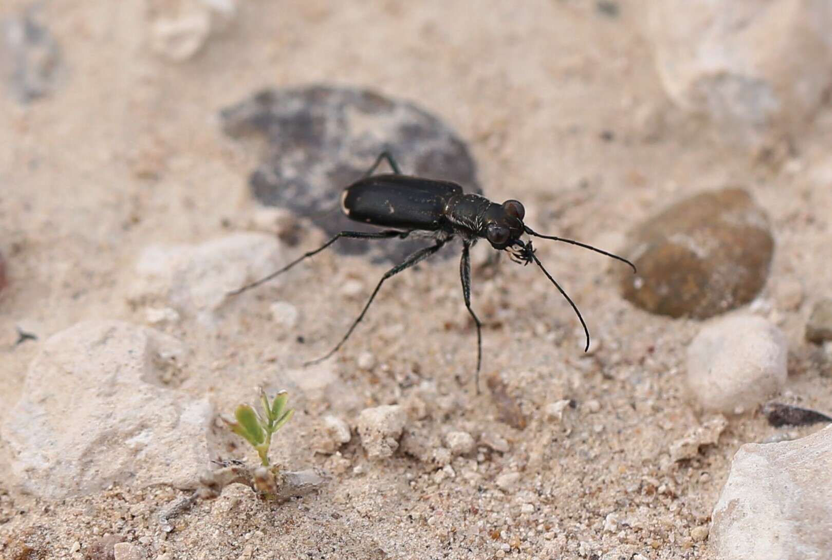 Image of Cicindela (Cicindelidia) cazieri Vogt 1949